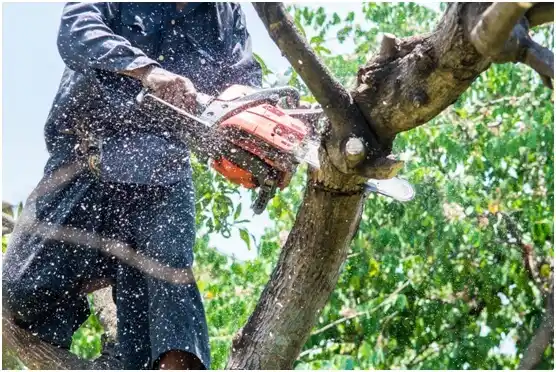 tree services Monarch Mill
